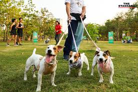 บริการพาสุนัขไปเดินเล่น,สถานที่พาน้องหมาไปเดินเล่น ,ถ้ารับจ้างจูงหมาออกมาเดินเล่น,รวมสวนสาธารณะที่พาสุนัขเข้าได้,อาชีพรับจ้างพาสุนัขไปเดิน<br />
<br />